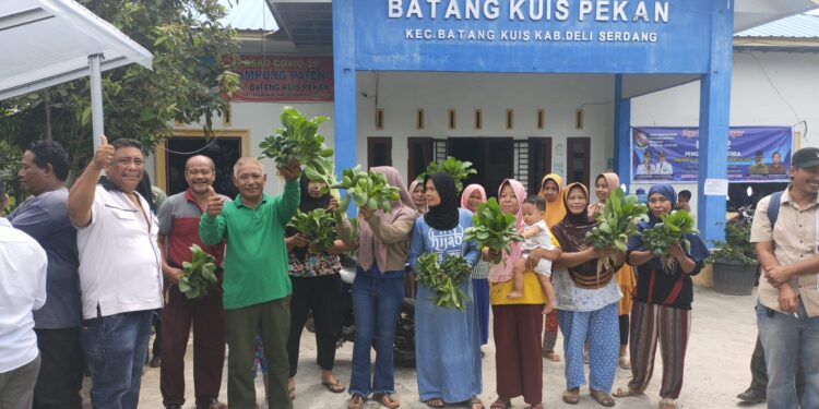Pemerintah Desa Batang Kuis Pekan, Adakan Giat Panen Sayur Mayur, Ajak Warga Lakukan Hal Positif