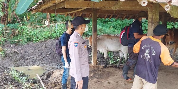 Pelaksanaan Pendampingan Vaksin Kepada Hewan Ternak Milik Warga Binaan Polsek Ciwaru Bersama Puskesmas Cibingbin