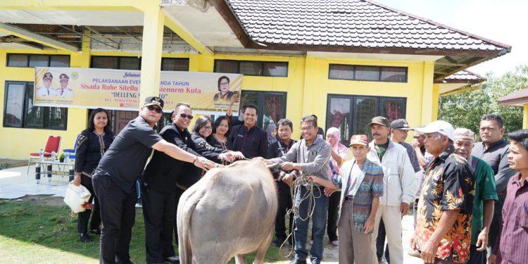 Menanda Tahun Di Delleng Simenoto, Pemkab Pakpak Bharat Sumbang Satu Ekor Kerbau