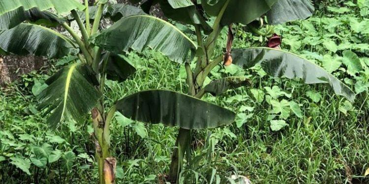 Tidak Pernah Lakukan Normalisasi, DPUPR Kota Depok Bakalan Panen Pisang