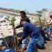 Peringati hari Lingkungan Hidup Sedunia, Karang Taruna Kabupaten Indramayu Tanam 1000 Pohon Mangrove