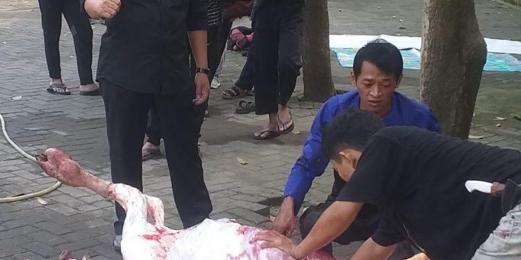 Idul Adha 1444 Hijriyah SMPN 1 Kelapa Dua Sembelih Sapi Dan Kambing