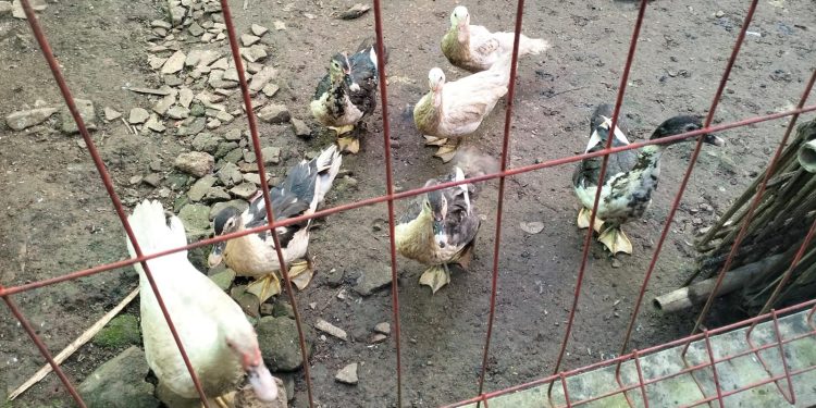 Selamatkan Anggaran Negara:Dugaan Penyimpangan Anggaran Ketahanan Pangan Desa Cikentrung Tahun 2024, Di Minta Transparan