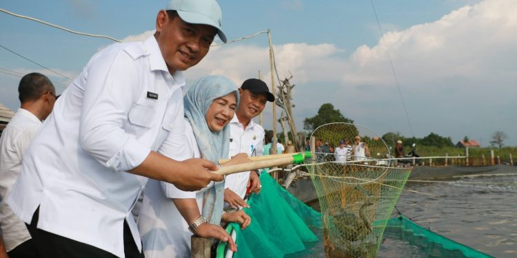 Panen Udang Vaname, Bupati Ratu Zakiyah Dorong Desa Domas Jadi Kampung Nelayan Merah Putih