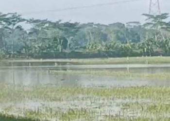 Ratusan Hektar Sawah di Kroya Cilacap Terendam Banjir Akibat Kali Tipar Lebih Tinggi dari Lahan Warga, Petani Desak Normalisasi Segera!