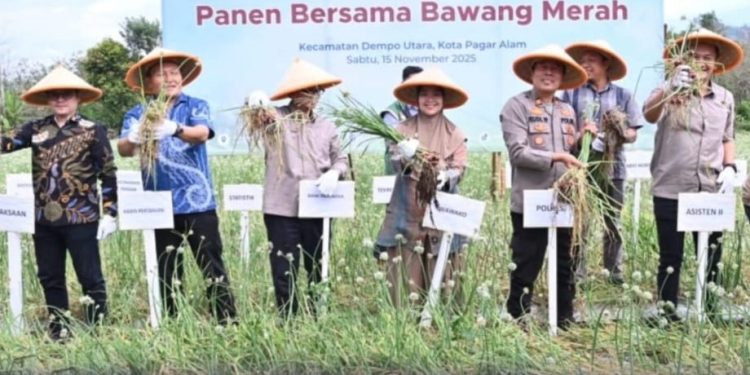 Kapolsek Dempo Utara Iptu Rudi Widarto Bersama Wakil Walikota Pagar Alam Hj. Bertha Hadiri Panen Raya Bawang Merah